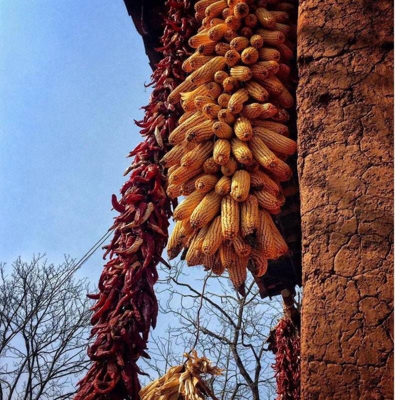 櫻桃花開，高原苦冬后的第一茬花